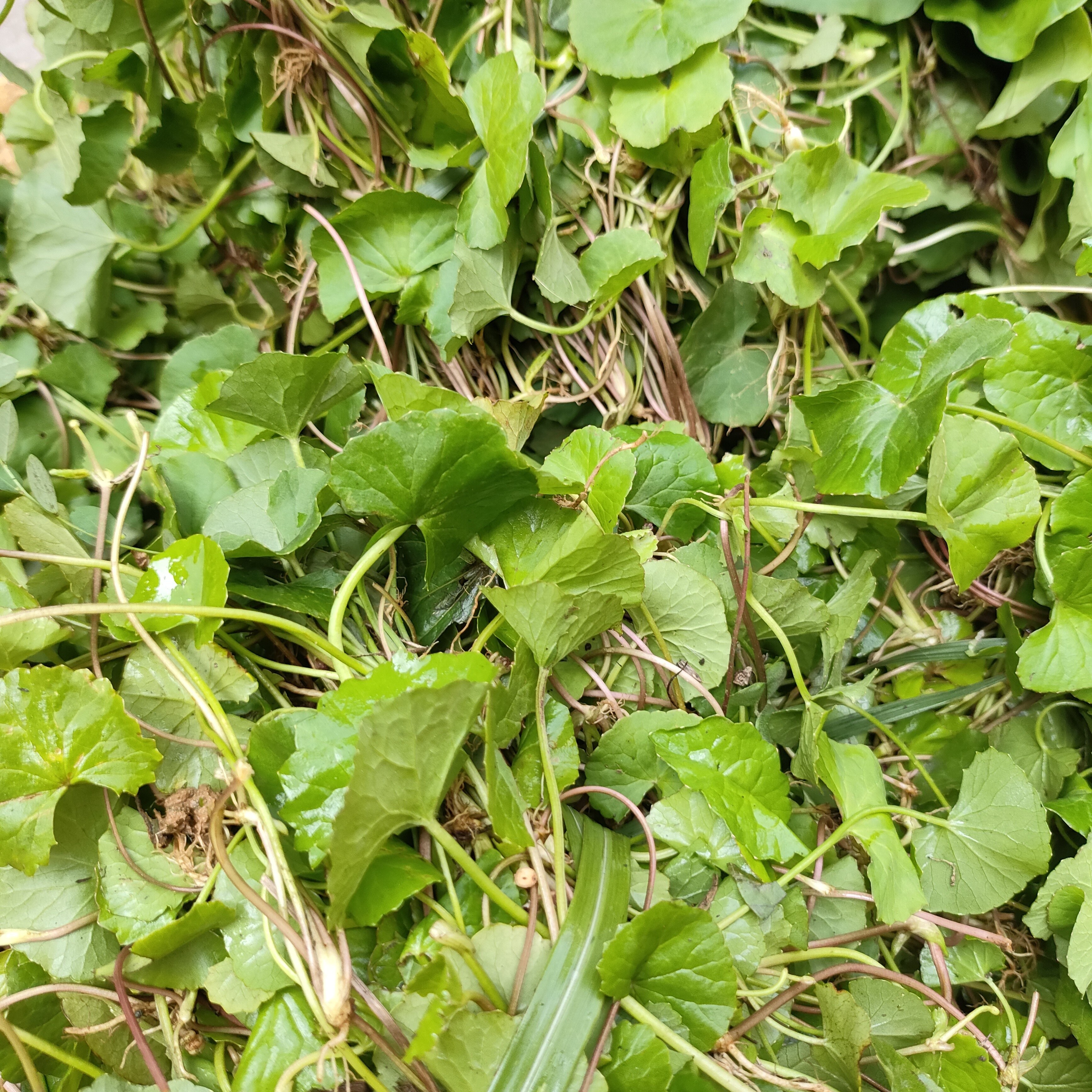 罗城仫佬族农家雷公根