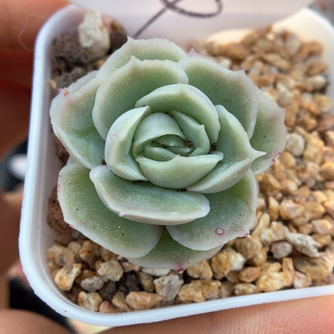 虾饺可拍464号。    