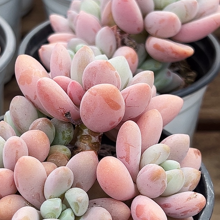 团  019       红洛神  