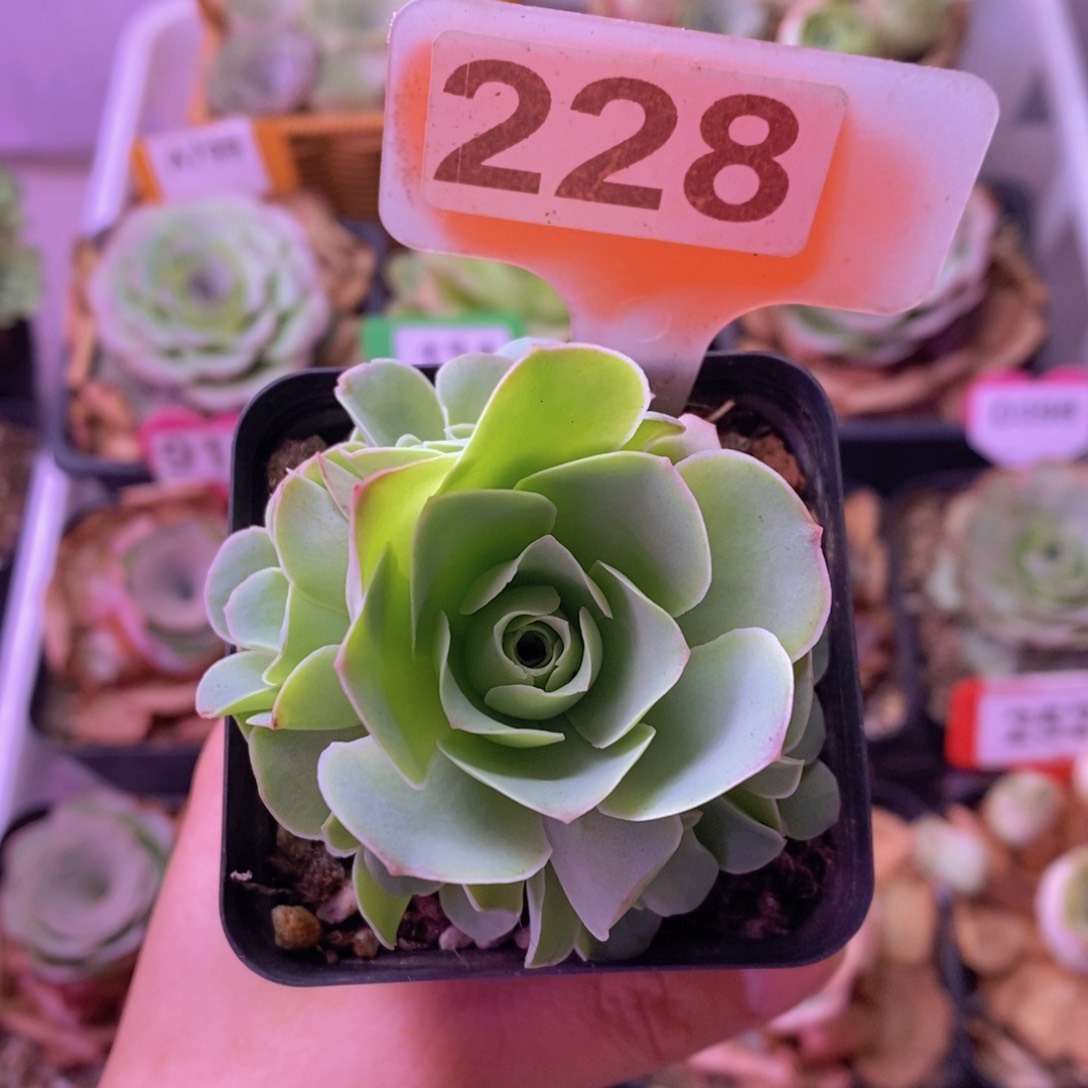 7方姝帕玫瑰群228 裸根发