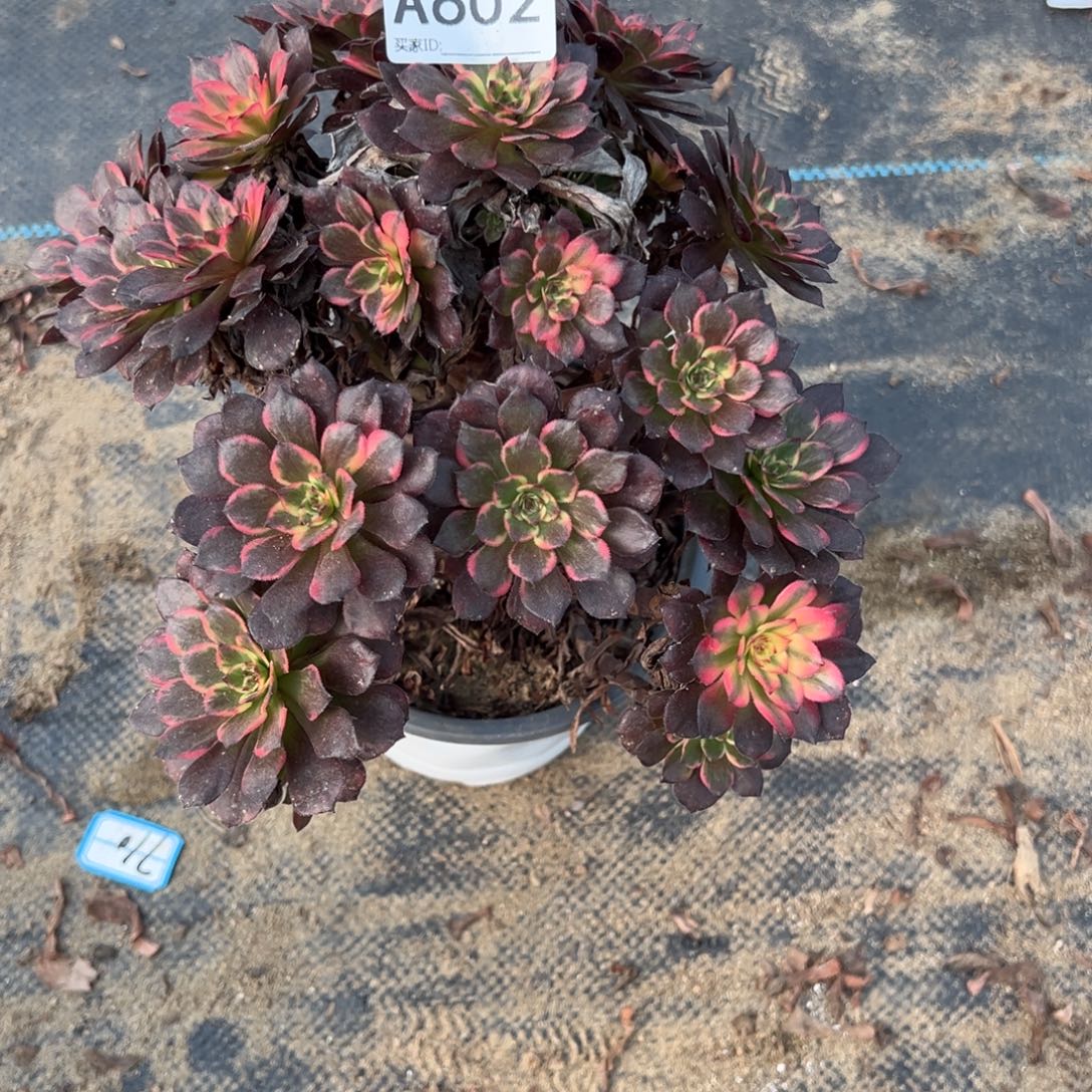 602烟花多肉植物法师