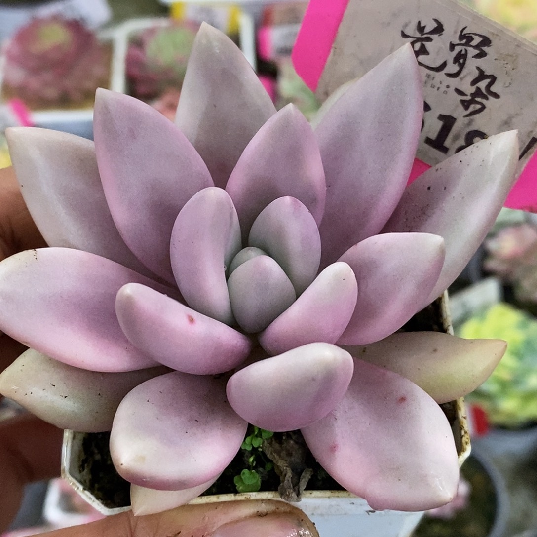 618桃花源哈哈哈哈哈哈