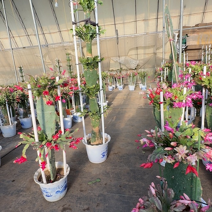 无花朵仙人掌嫁接五层补差价