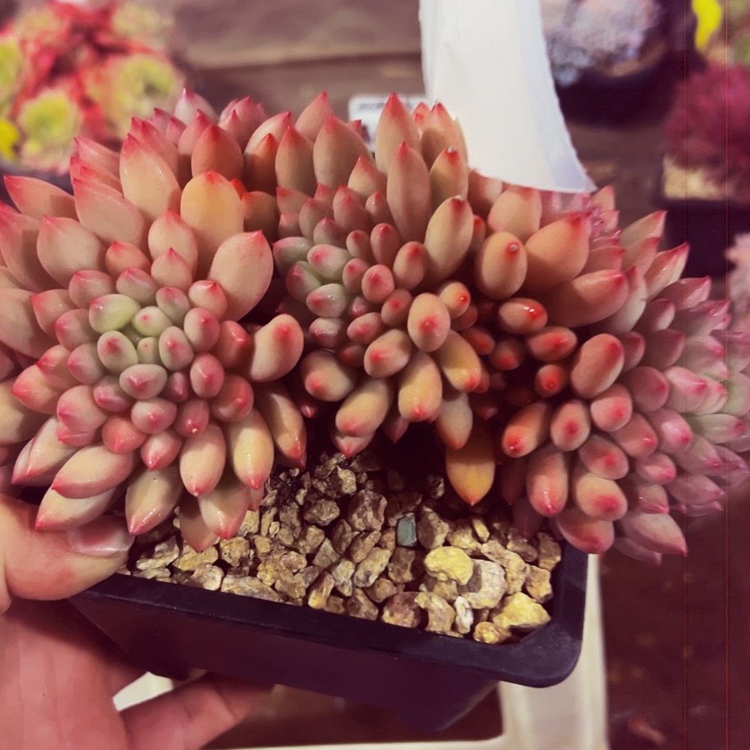 上***）934号一物一拍带盆物流