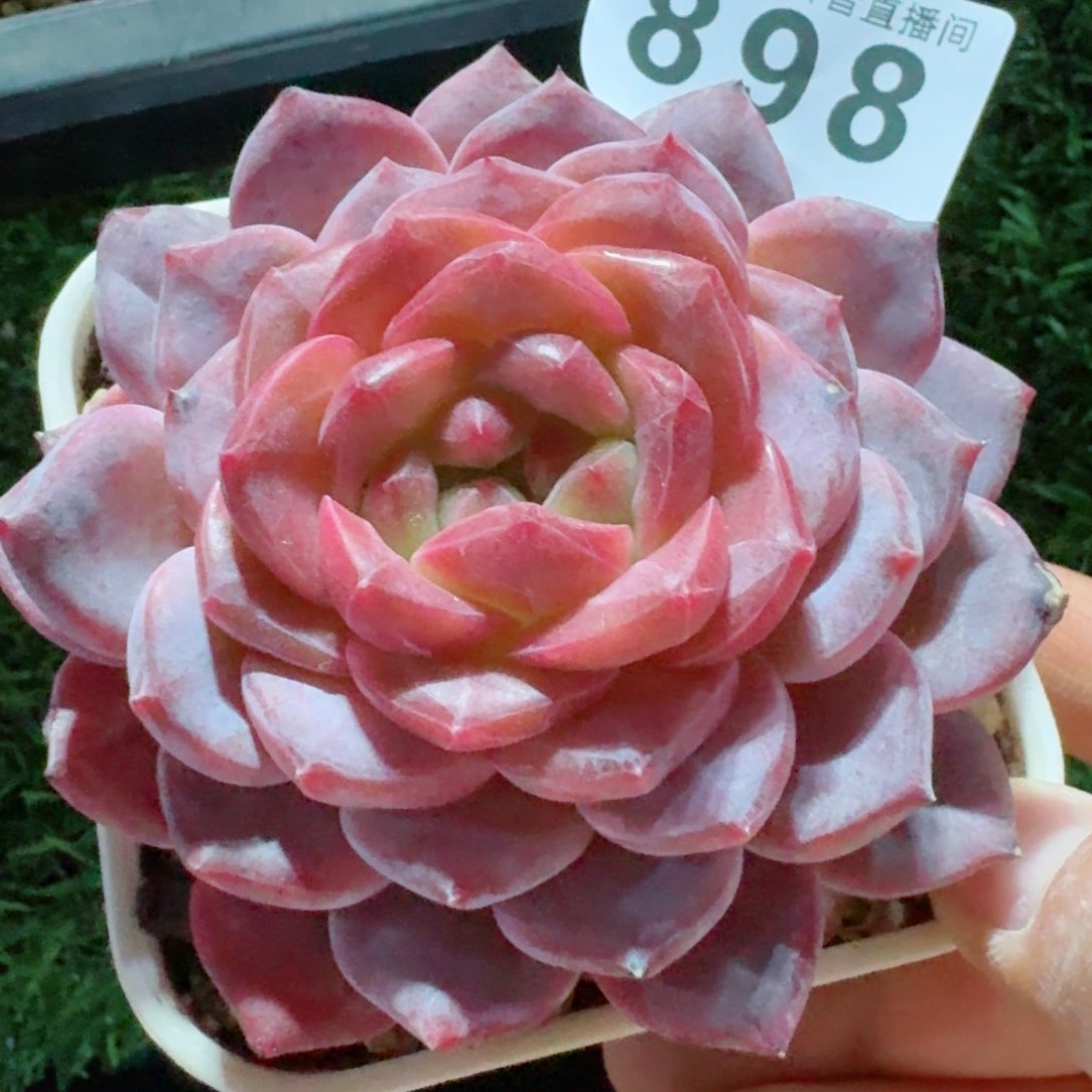 紫魄         精品多肉