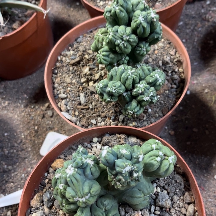 紫云罗汉好养皮⼂⼂乛⼂