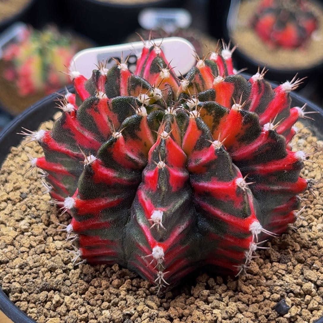 狐狸精 米哈仙人球