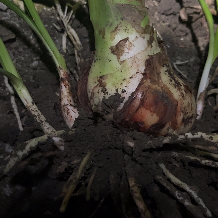 完全开放联合荣耀。 开裂球。 8左右