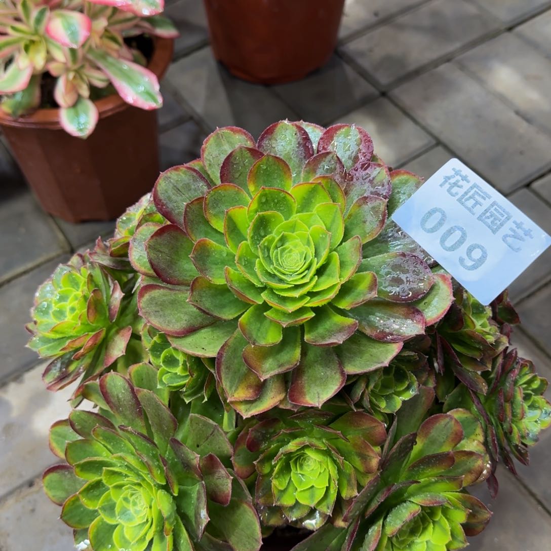 王*多肉植物009奶白