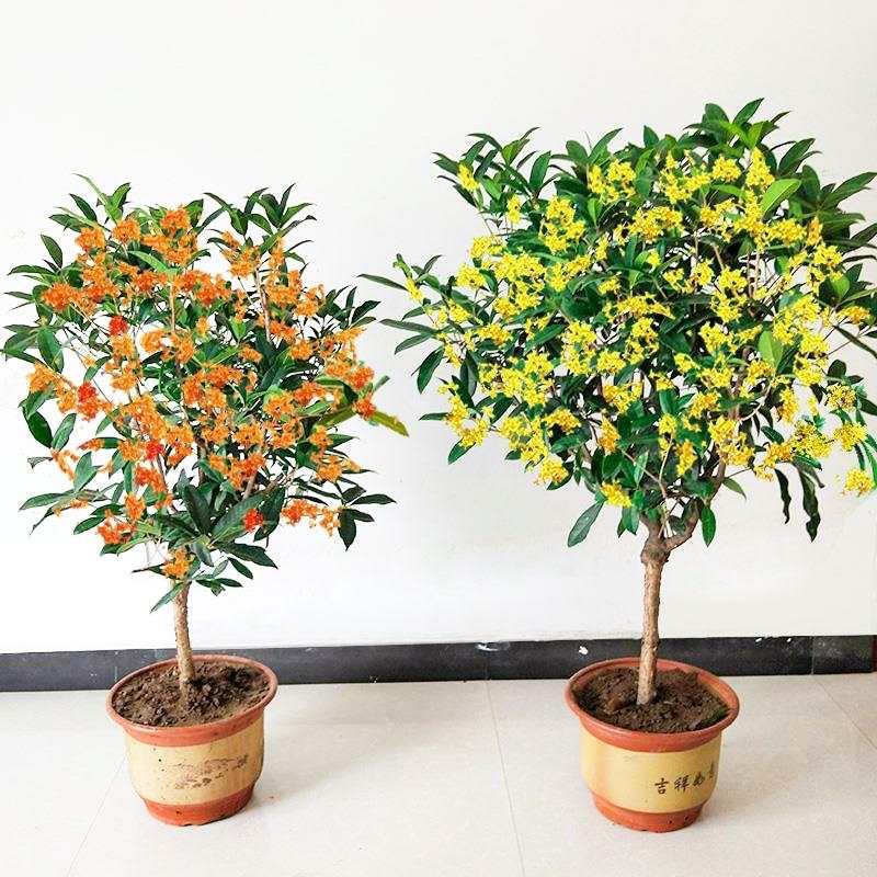 金桂桂花树苗浓香型四季开花盆栽沉香桂四季桂绿植花卉室内外好养