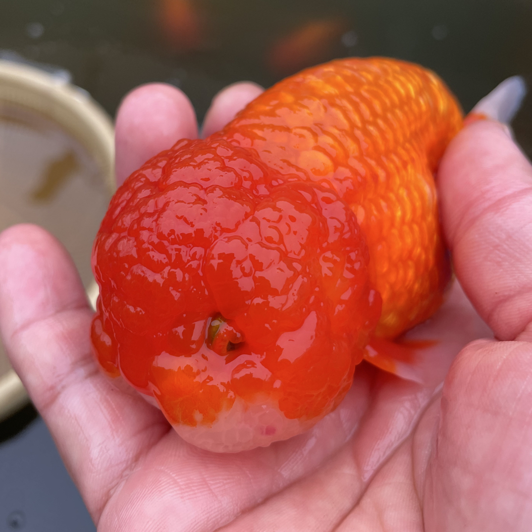 鱼 虎头兰寿泰狮观赏鱼顺丰发货包邮包路损