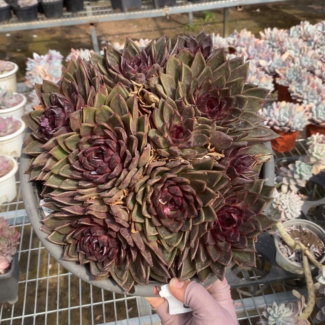 5740黑水晶一物一拍