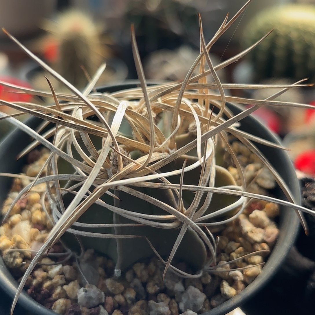 仙人球实生水牛角