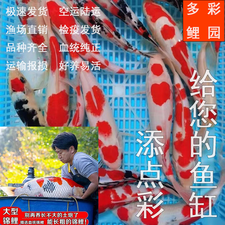 2号锦鲤观赏鱼链接
