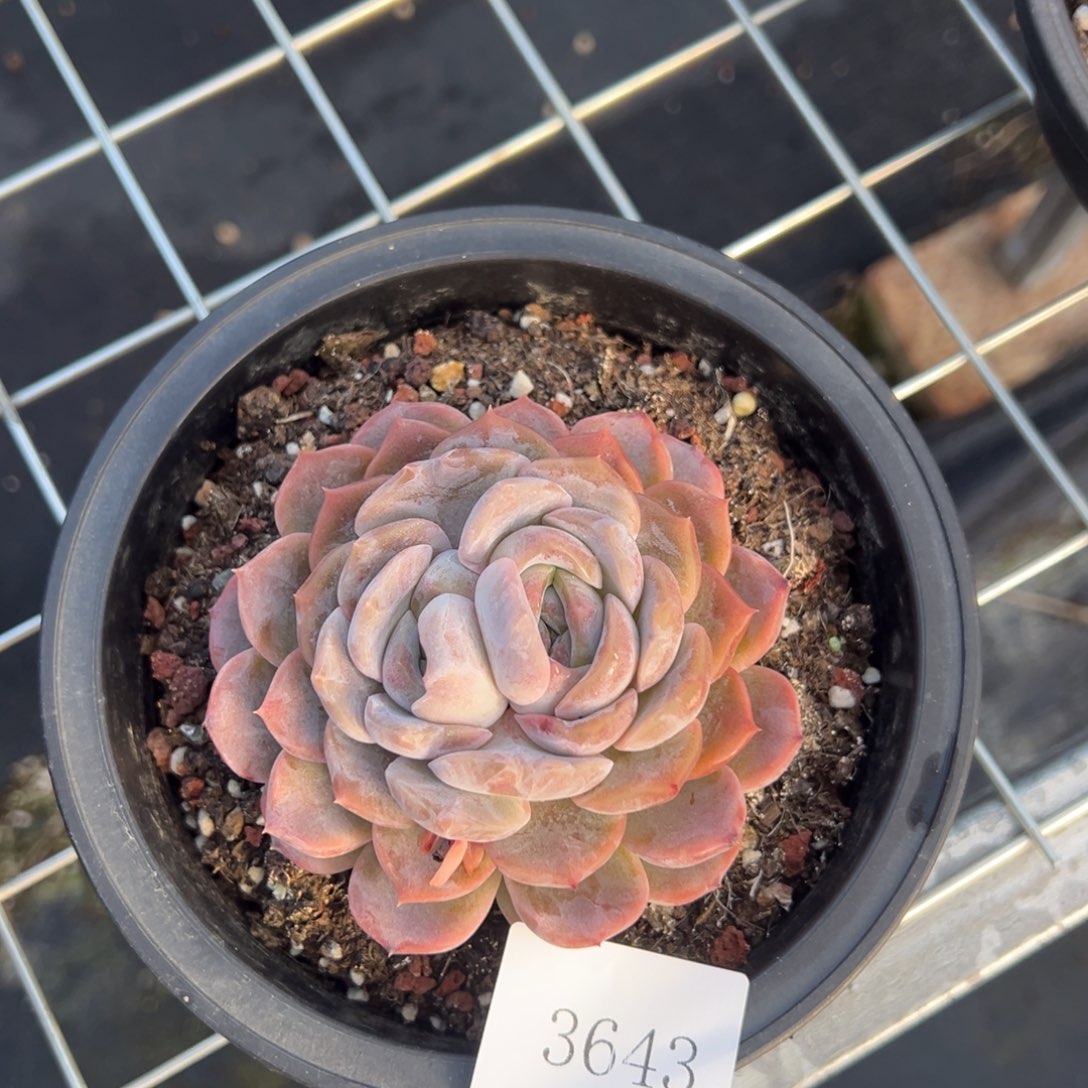 莞*3643肉肉肉肉肉肉