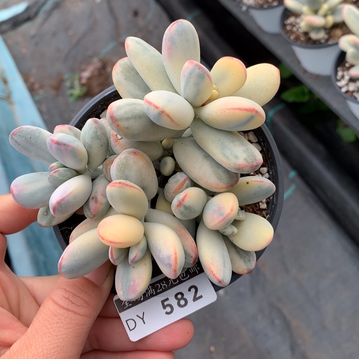 乒乓福娘多肉植物