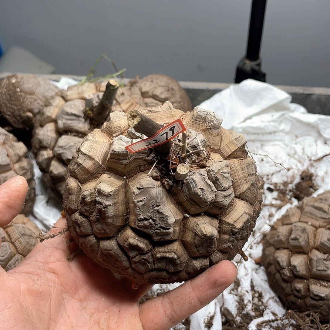 龟甲龙一物一拍2279号11cm