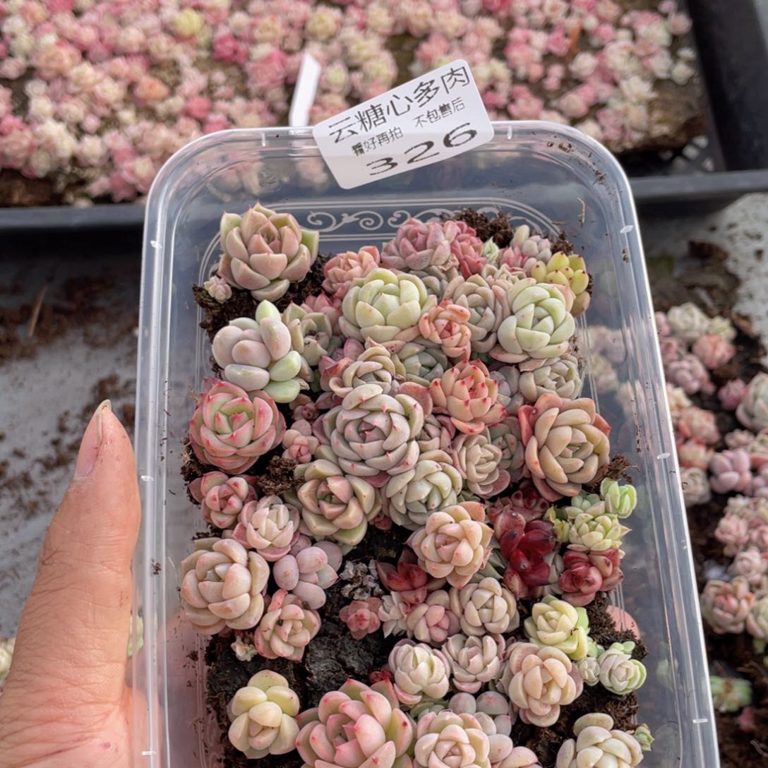 云糖心多肉植物326