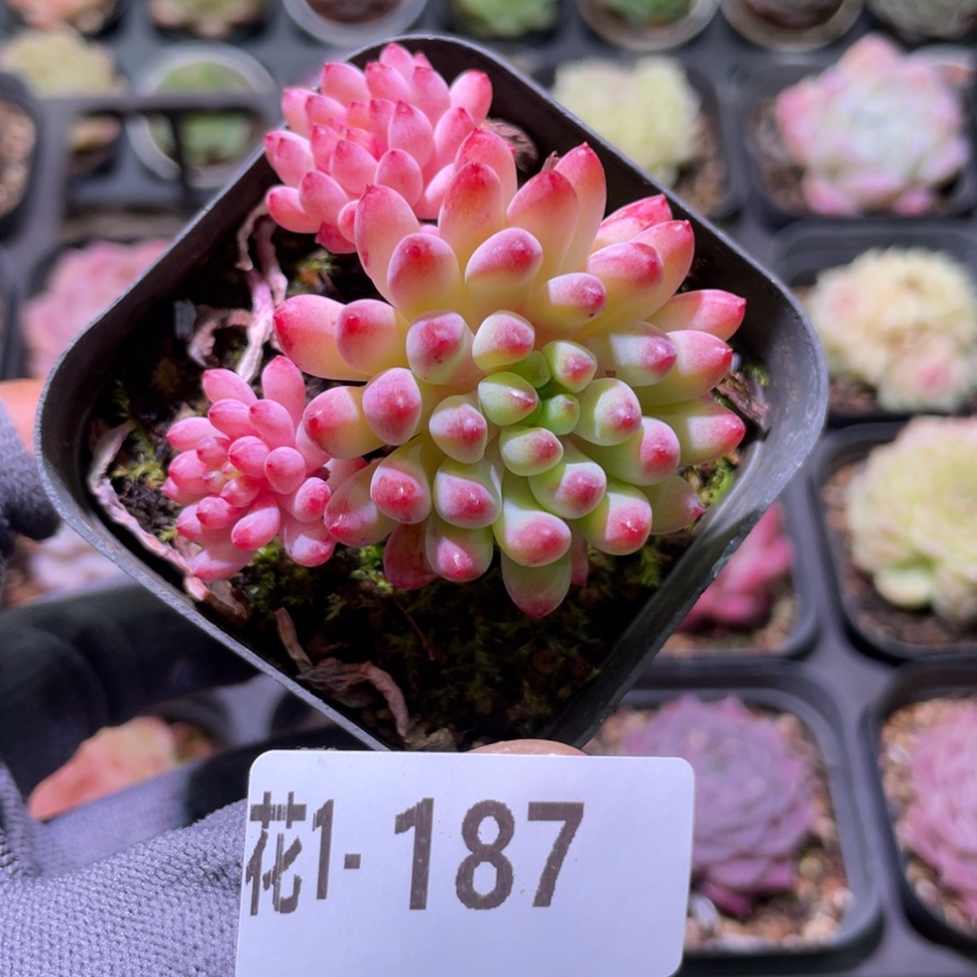 花利美1-  187烟-花