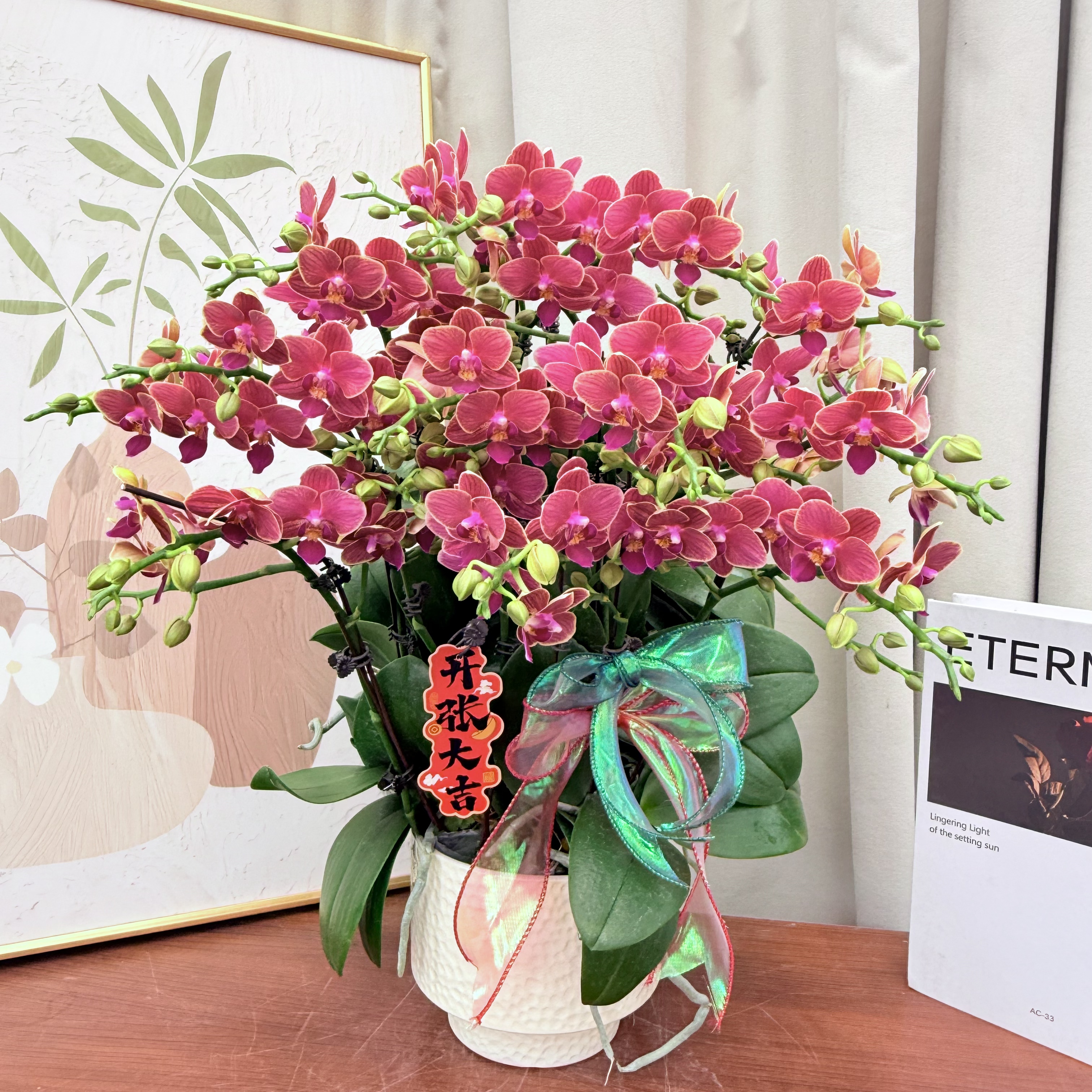 蝴蝶蘭《金边玲珑》蜡质 花花   正红色系  丝绒质地  好养耐开