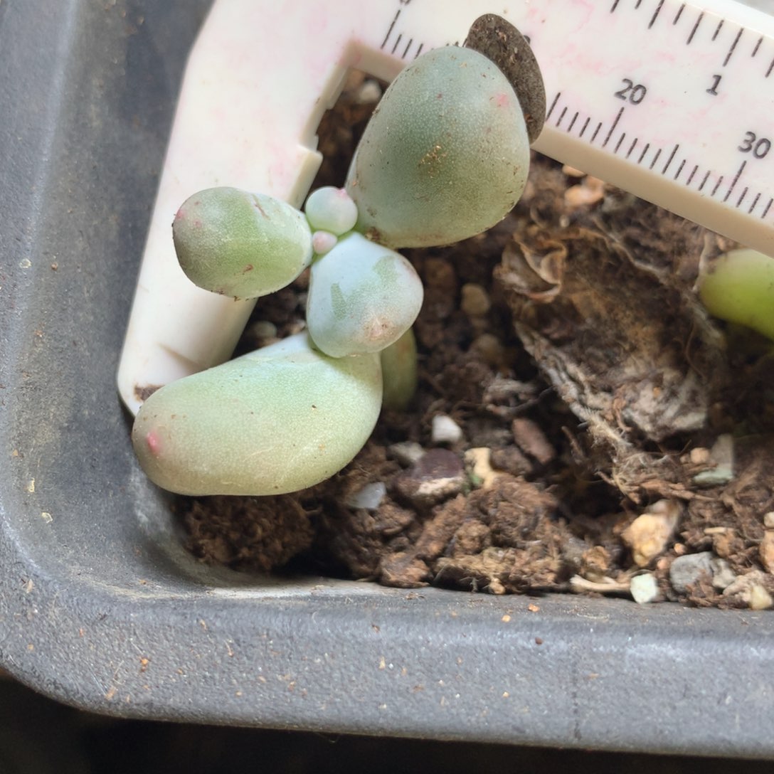 米可奶，不满28发叶片一片，到付