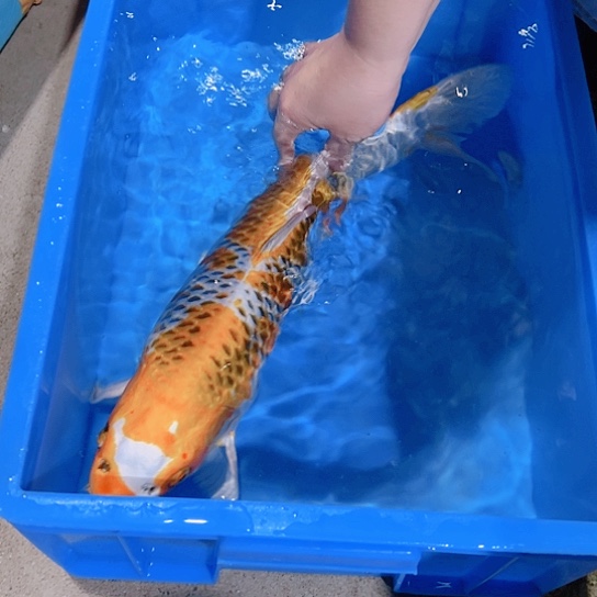海水赤木芒果孔雀
