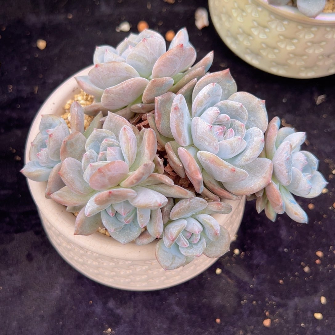 新年快乐 新年快乐