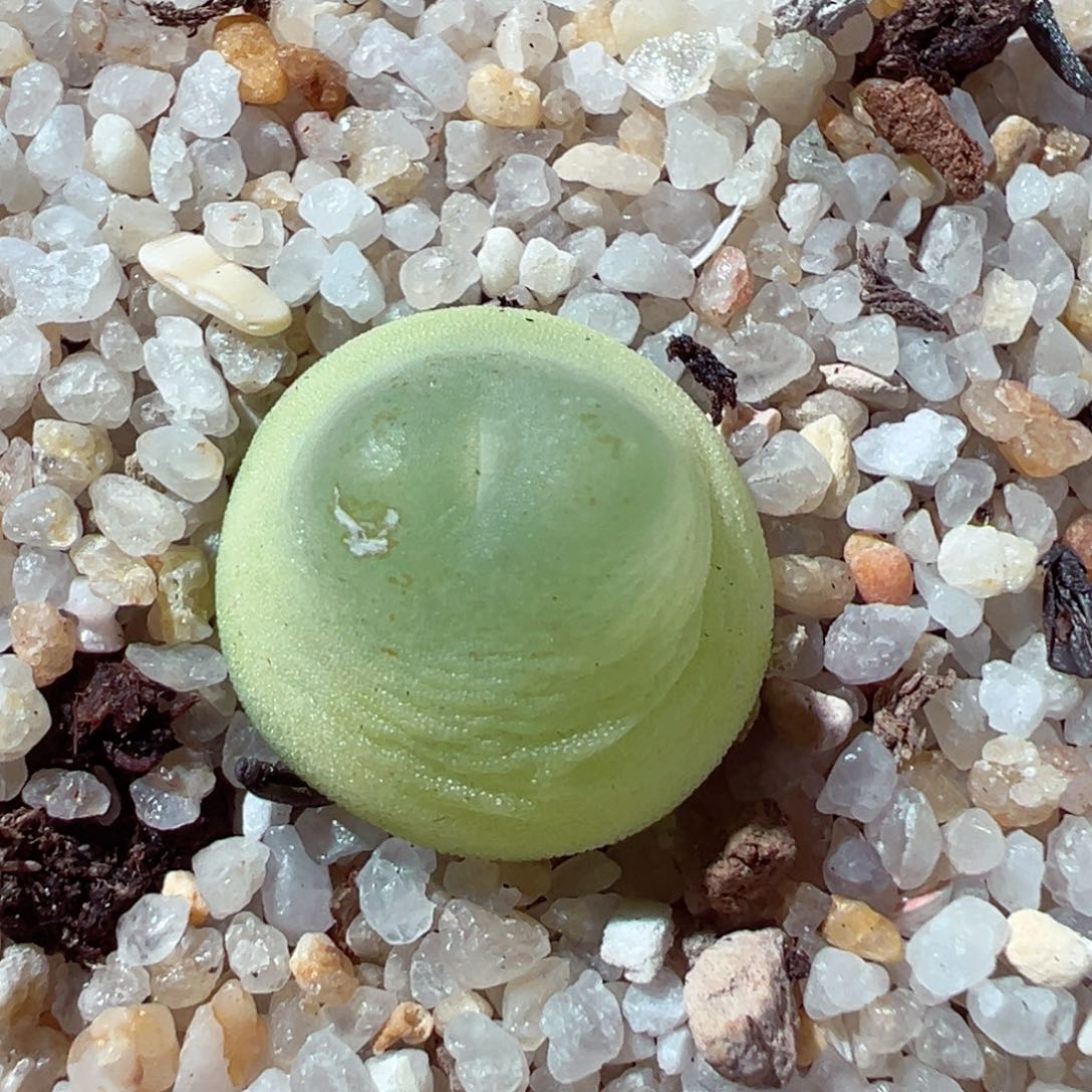 114-366多肉拉登1.4cm