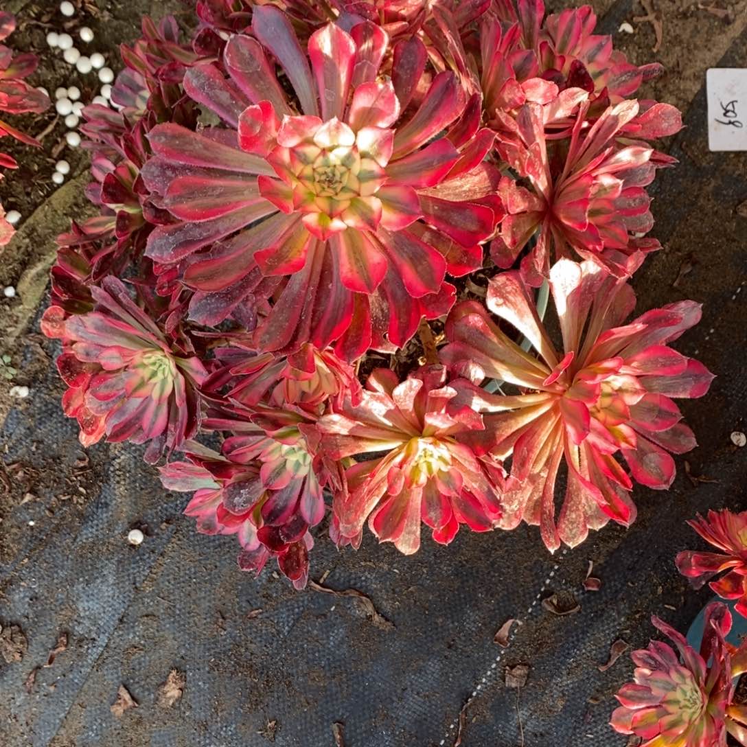 不开花植物78号红彤白多肉1颗