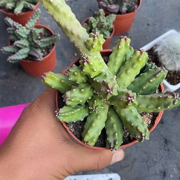 大盆桃太郎带盆发货