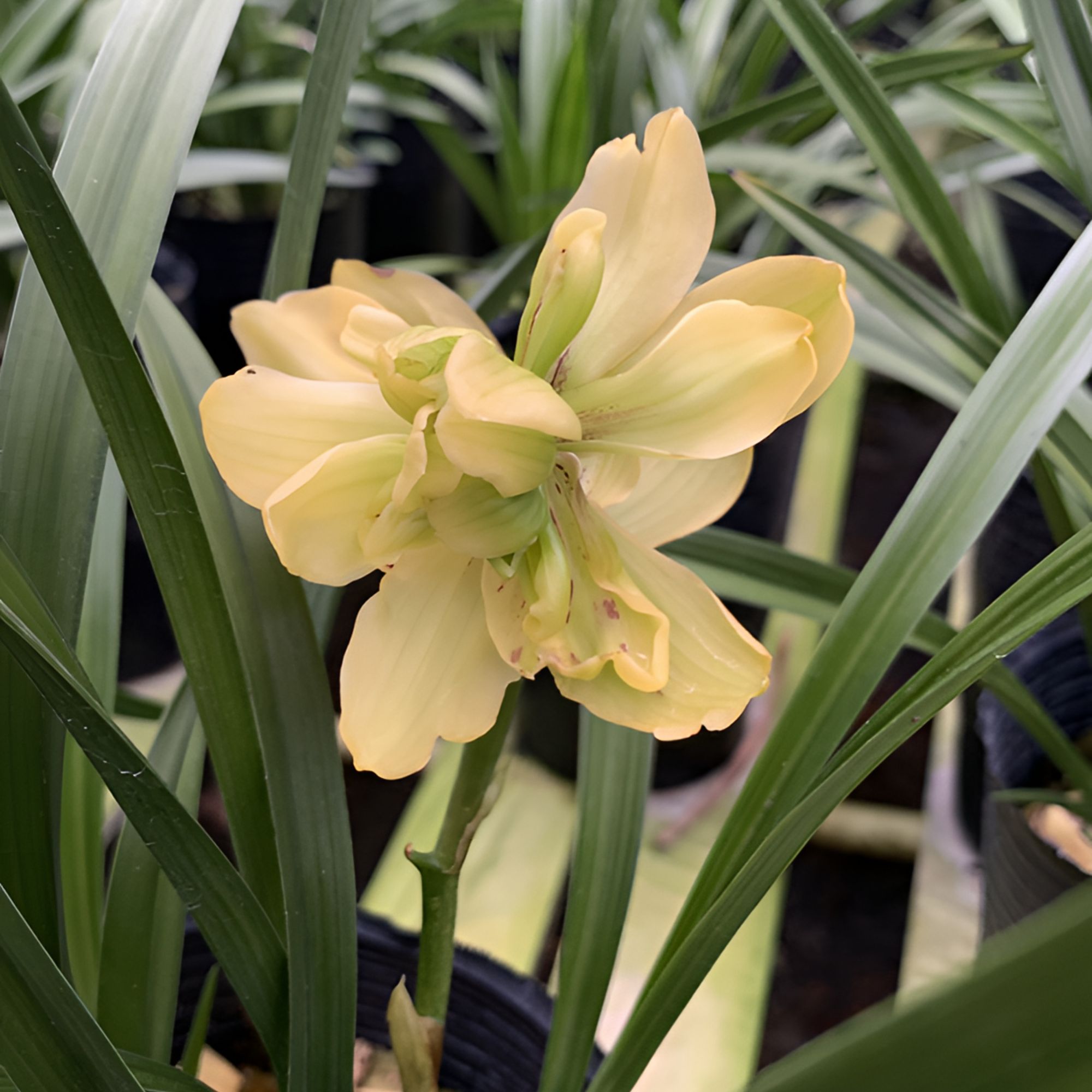 春兰【黄金牡丹】春节前后开花   浓香型  奇花