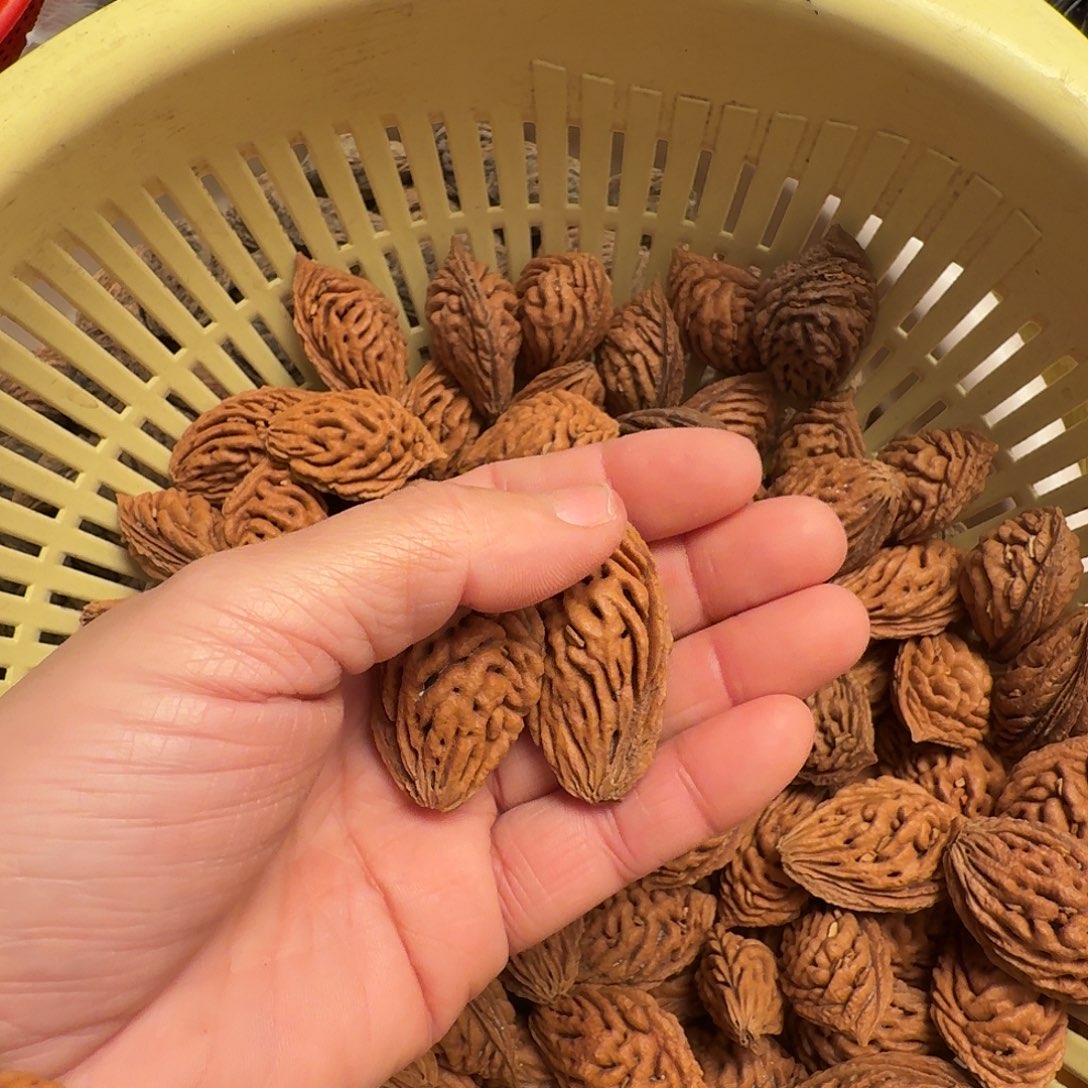 精品大单颗喷砂款5颗