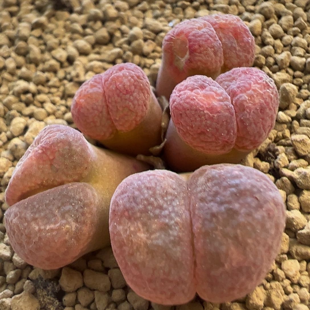 美风铃 肉锥植物