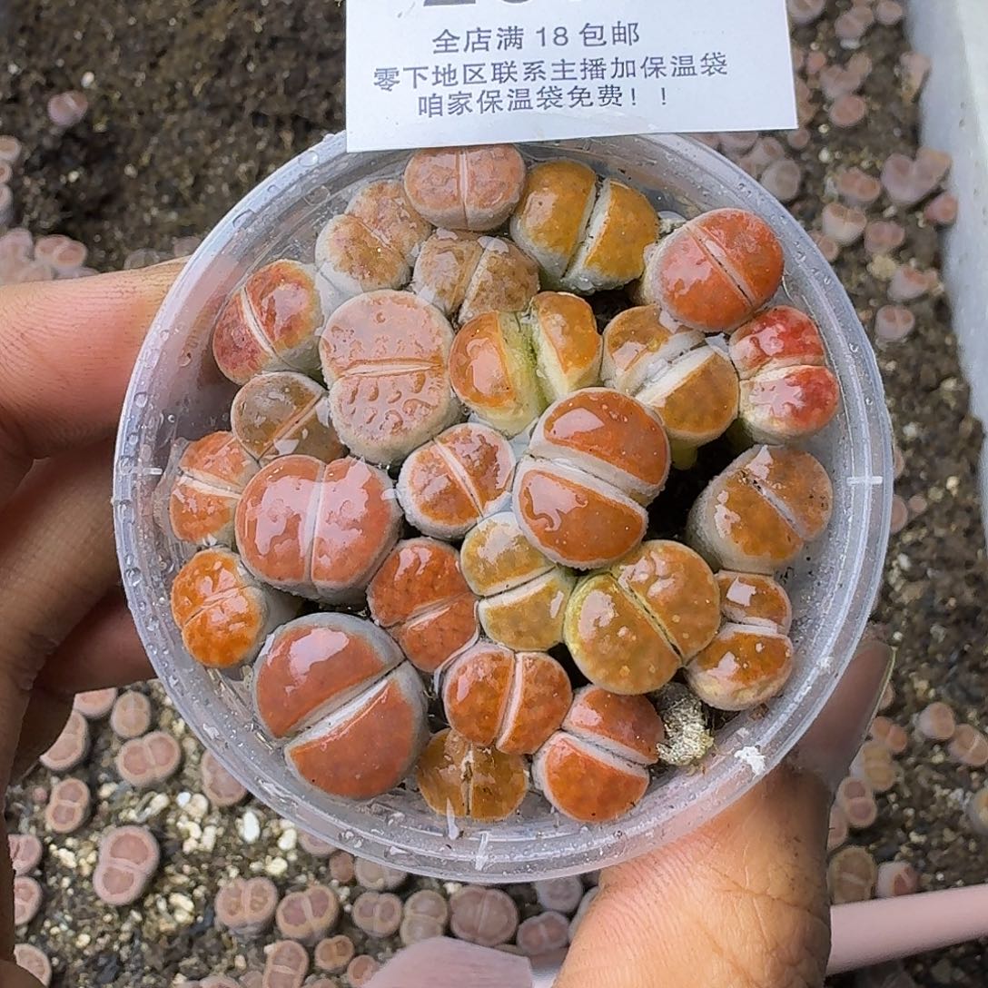 2578？哈哈哈哈哈哈哈哈哈