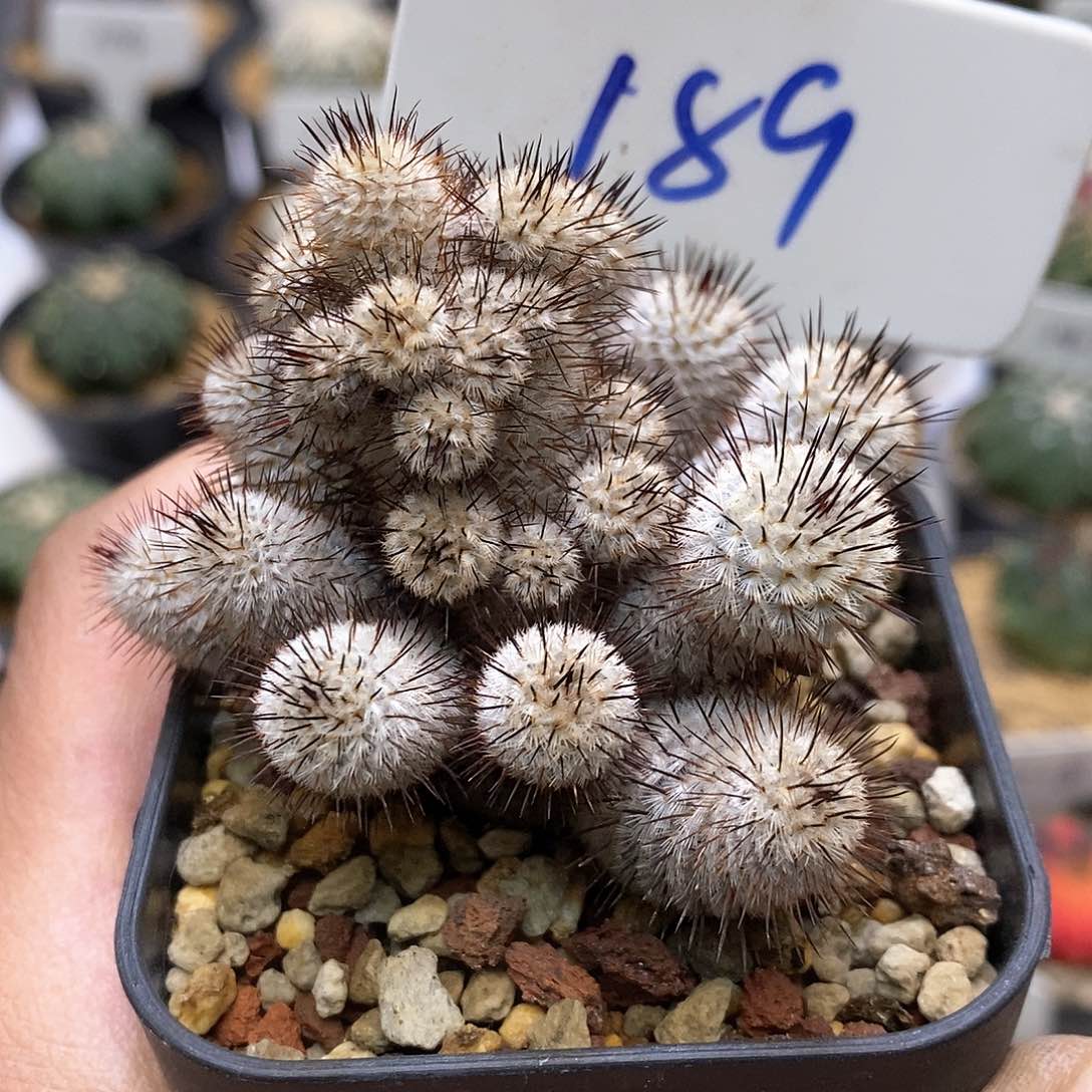 开播特价了福利了特价来了