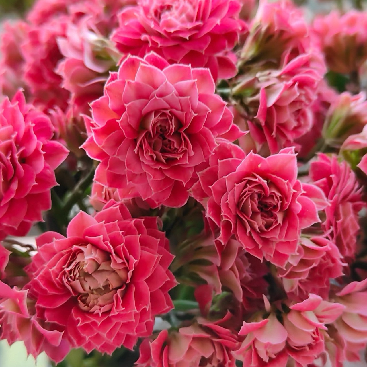 【步步生花】110盆新品重瓣长寿花
