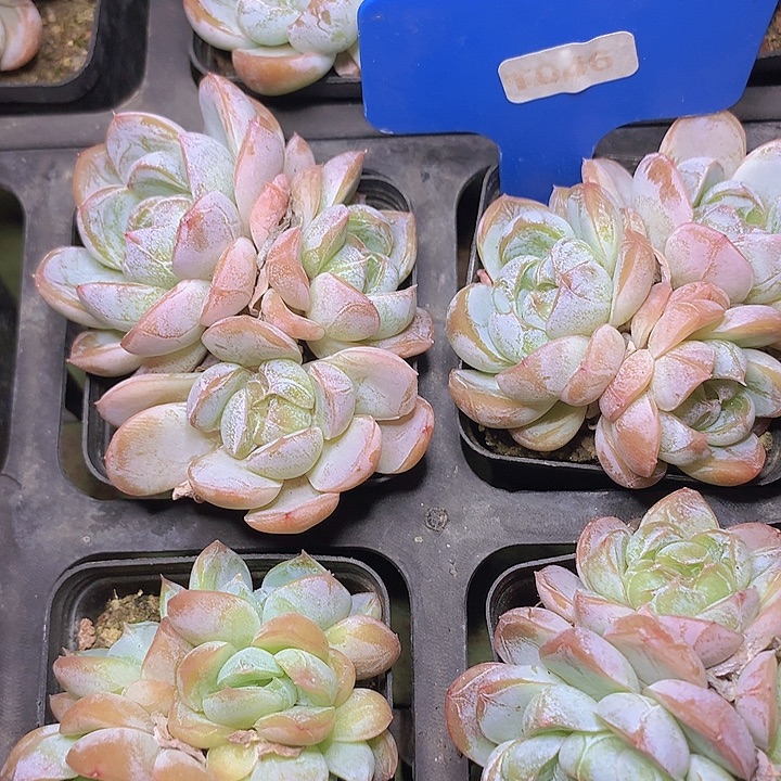 t046爱堡三头脱土发货