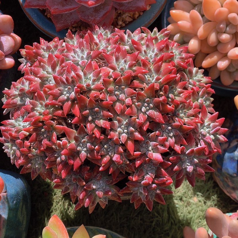 【闪购商品】彩虹白菊