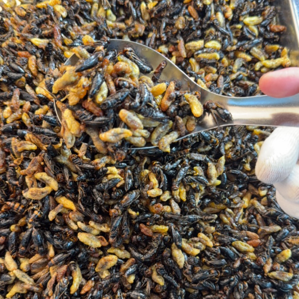 【福利3级4级油炸蜂蛹】（香香脆脆下酒菜）2025年油炸香脆蜂蛹