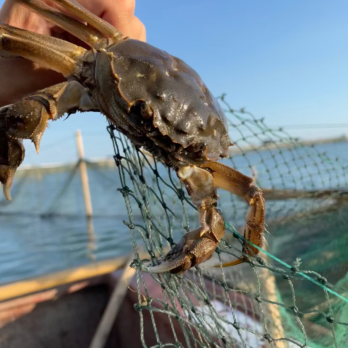 [活蟹]江苏大闸蟹公蟹母蟹3.5两 3.2-3.6顺丰包邮8-10只