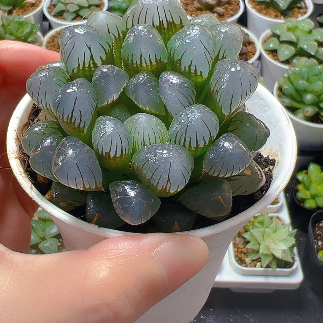 万象盆冰灯带仔一颗多肉