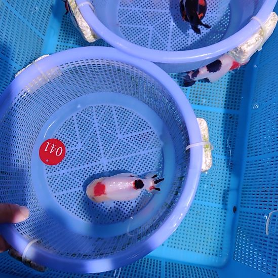 &***&金鱼041兰寿一条特价顺丰包邮