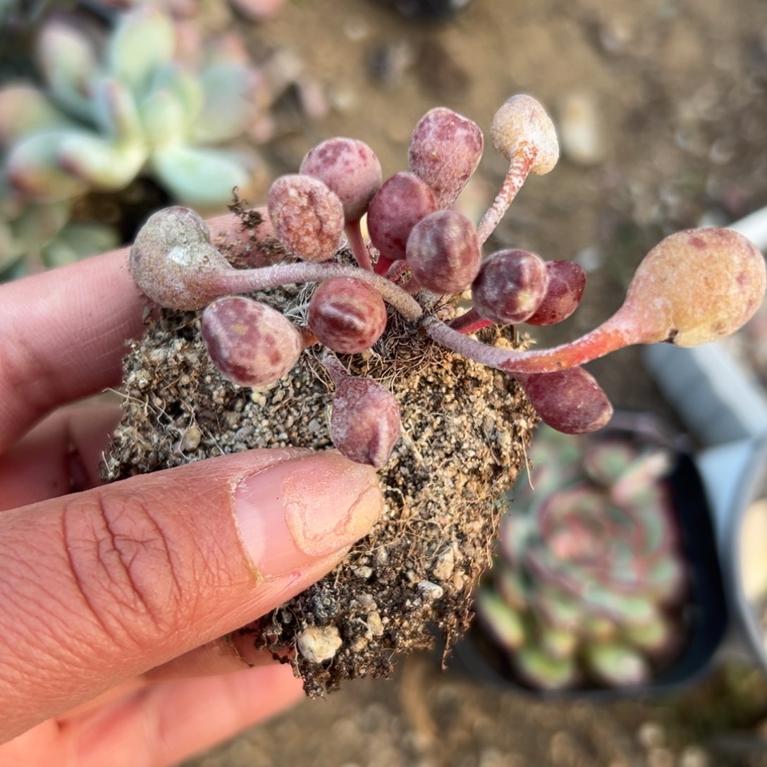 多肉植物多肉植物