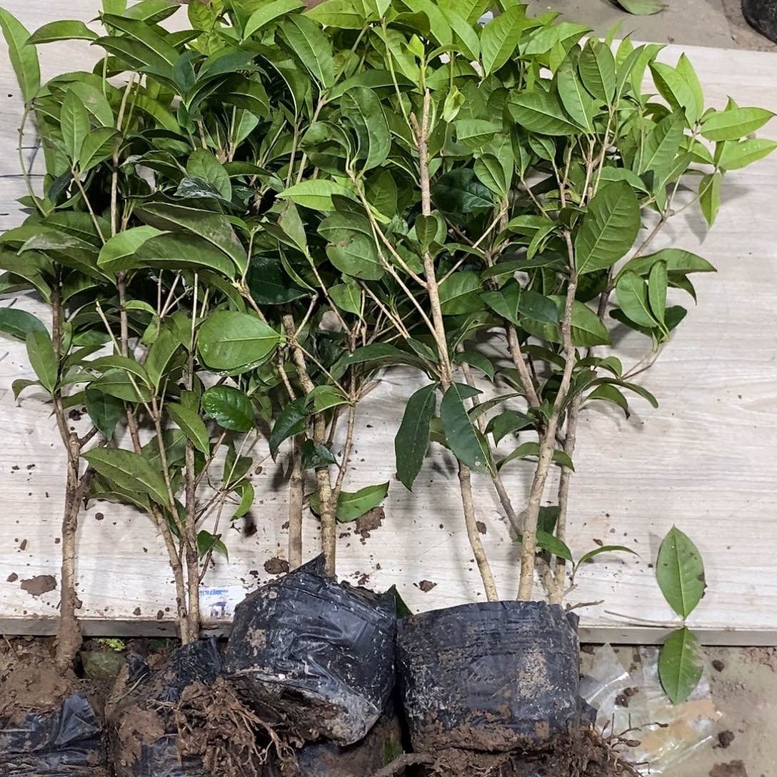 完全开放四季桂花一物一拍