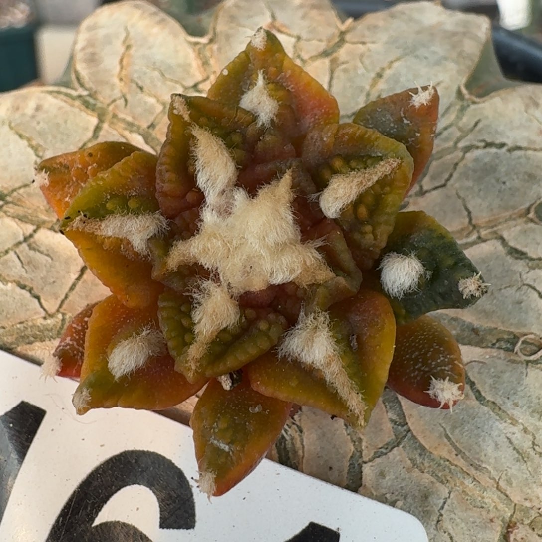 【闪购商品】黑牡丹锦161