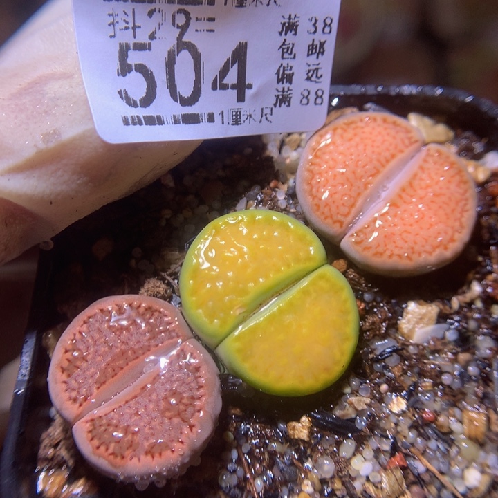 好看啊小可爱29.504