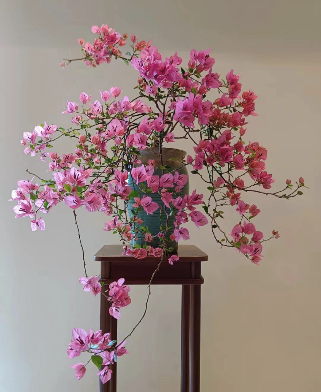 【一物一拍89】勤花三角梅盆景带花发货