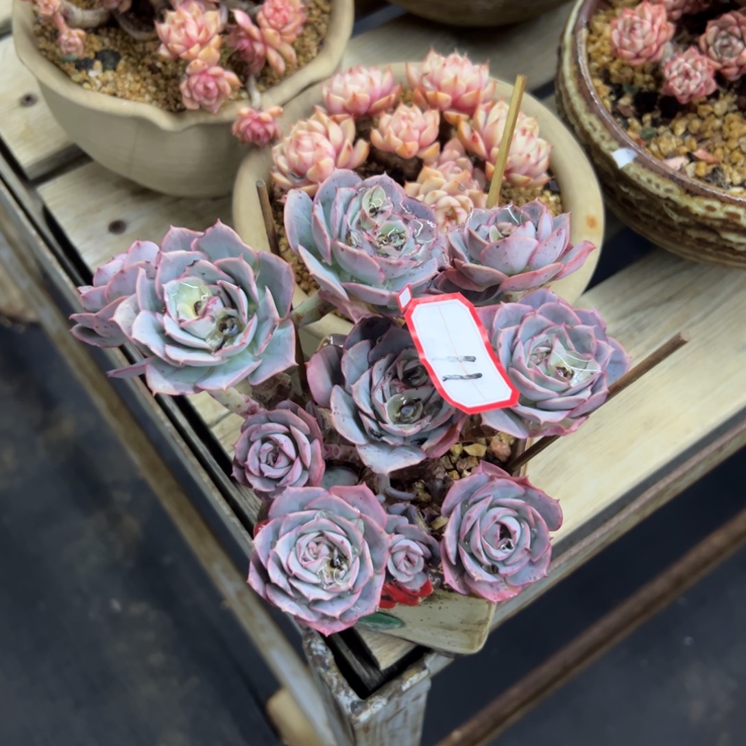 莲***花11克罗地亚28 零零多肉植物