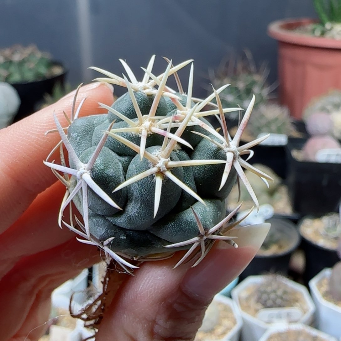 实生白刺大红鹰多肉