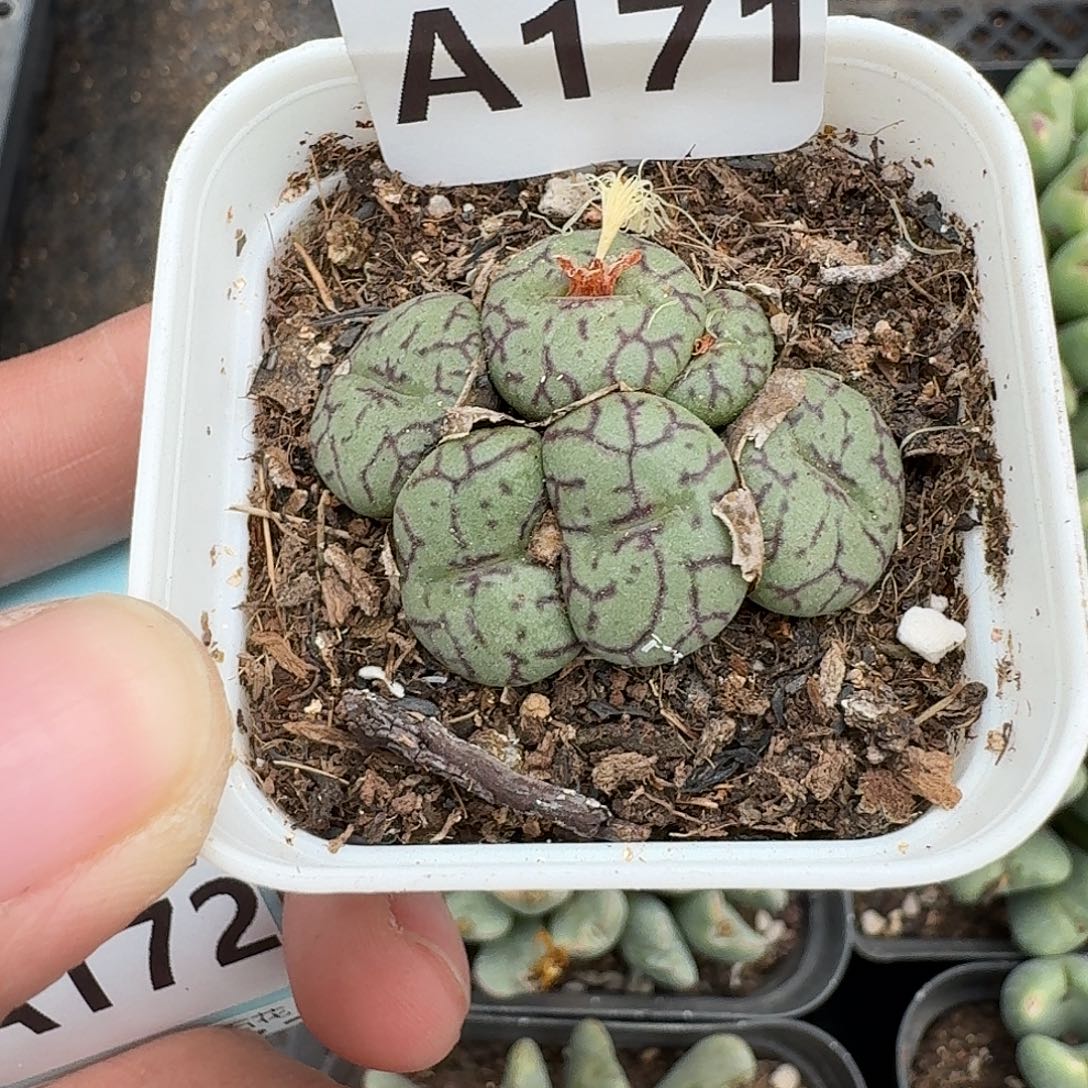 171多肉植物多肉植物